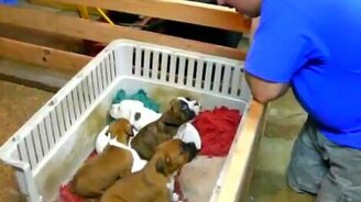 Колыбельная для щенят - смотреть видео (1:40)