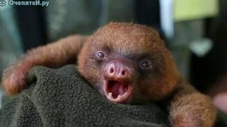 Утреннее пробуждение - смотреть видео (0:19)