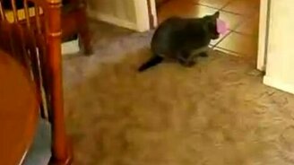 Кот пятится как рак - смотреть видео (0:12)
