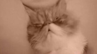 Будят кошку - смотреть видео (0:30)