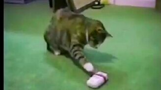 Весёлые животные - смотреть видео (0:46)