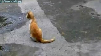 Птичка дразнит кота - смотреть видео (0:51)