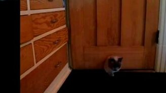 Импровизация кота-толстяка - смотреть видео (0:20)