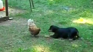 Щенок против курицы - смотреть видео (0:28)