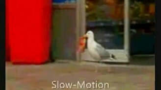 Чайка-воровка - смотреть видео (0:29)