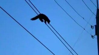 Смелая куница - смотреть видео (1:33)