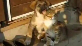 Засыпают вместе - смотреть видео (0:29)