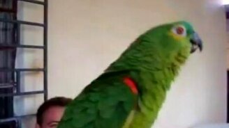 ТОП-15 забавных животных - смотреть видео (9:47)