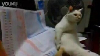 Кот чешет свой зад - смотреть видео (0:38)