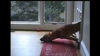 Курьёзы с собаками - смотреть видео (4:19)