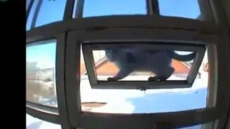 Кот-ниндзя - смотреть видео (0:22)