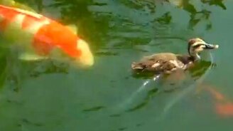 Утёнок кормит рыбок - смотреть видео (0:37)