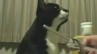 Кот просит внимания - смотреть видео (0:46)