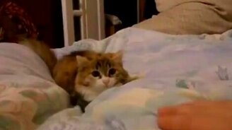 Тренировка ушей - смотреть видео (0:35)