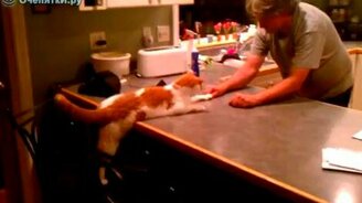 Играет с котом в кулачки - смотреть видео (0:32)