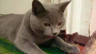 Запыхался котяра - смотреть видео (1:01)