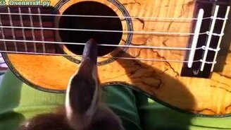 Утёнок играет на гитаре - смотреть видео (0:33)