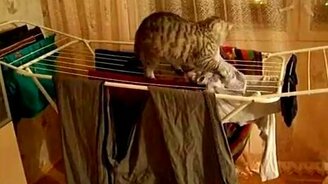 Кот крушильщик - смотреть видео (1:21)