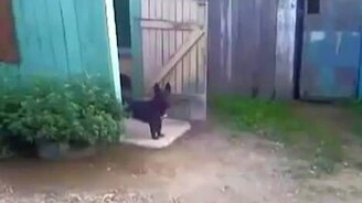 Страж ворот - смотреть видео (0:22)