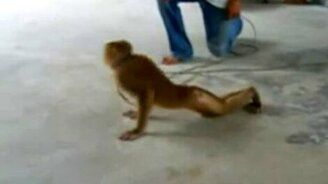 Отжимания обезьянки - смотреть видео (0:47)