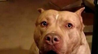 Самый злой в мире - смотреть видео (0:41)