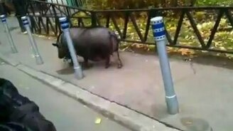 Вот так питомец! - смотреть видео (0:44)