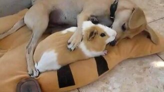 Маленькая дружба - смотреть видео (1:19)