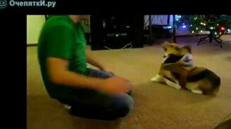 Объезжаем собаку - смотреть видео (0:54)