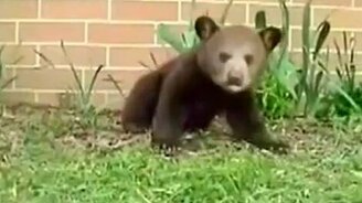 Медвежонок чихает - смотреть видео (0:24)