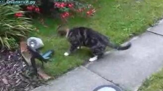 Кошка и игрушка-лягушка - смотреть видео (2:36)