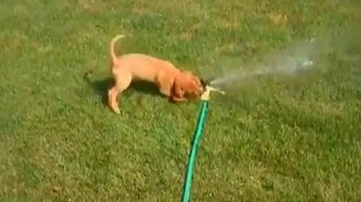 Отчаянная борьба со шлангом - смотреть видео (0:16)