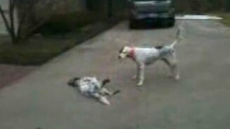 Притворился мёртвым - смотреть видео (0:47)