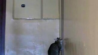 Сообразительный кот - смотреть видео (0:19)