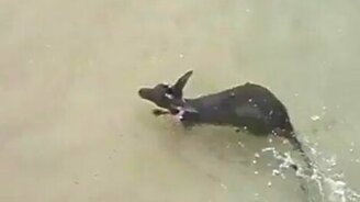 Кенгуру на пляже - смотреть видео (0:25)