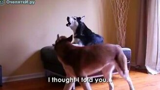 Разговор по-собачьи - смотреть видео (2:07)