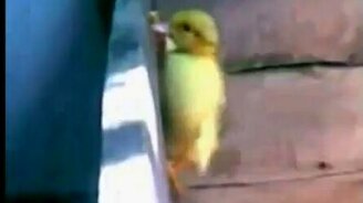 Побег утёнка - смотреть видео (1:04)