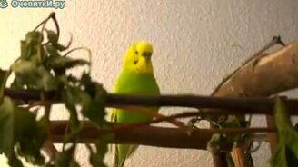 Говорящий попугайчик - смотреть видео (1:27)