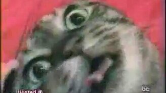 Безумный кот - смотреть видео (0:38)