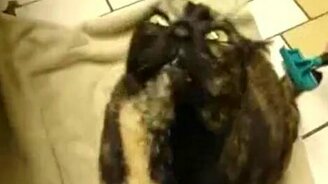 Кот-демон - смотреть видео (0:43)