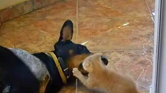 Терпеливый доберман - смотреть видео (0:50)