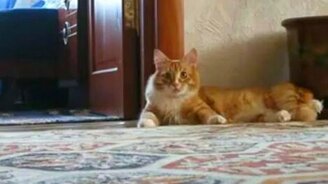 Кот красиво ушёл - смотреть видео (0:15)