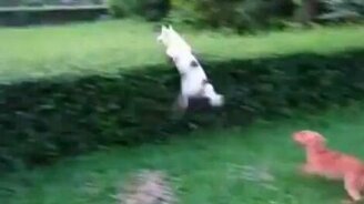 Слишком короткий - смотреть видео (0:24)