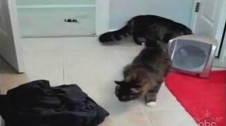 Весёлые кошки - смотреть видео (1:21)