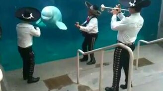 Серенада для белухи - смотреть видео (1:45)