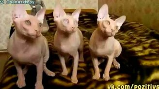 Глазастые и ушастые - смотреть видео (0:56)