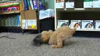 Ловкая собачонка - смотреть видео (0:48)