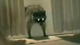 Енот воришка - смотреть видео (1:01)