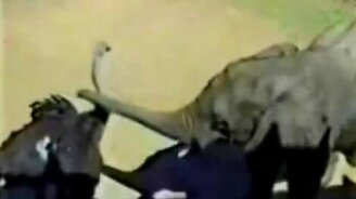 Слонёнок и страус - смотреть видео (0:20)