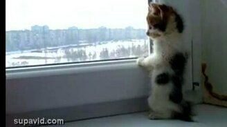 Котёнок у окна - смотреть видео (1:30)