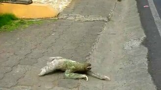 Ленивец переходит дорогу - смотреть видео (1:20)